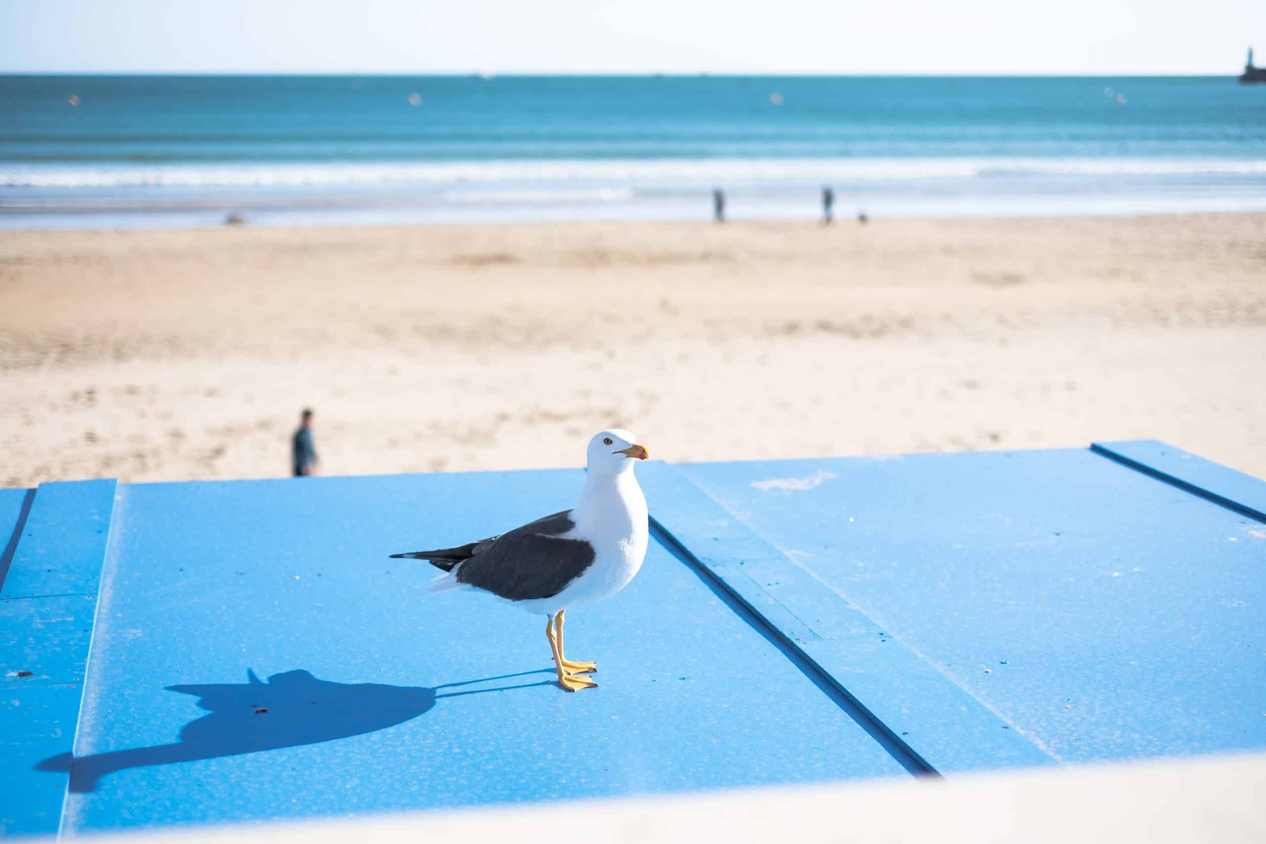 Mouettes les Sables d'Olonne