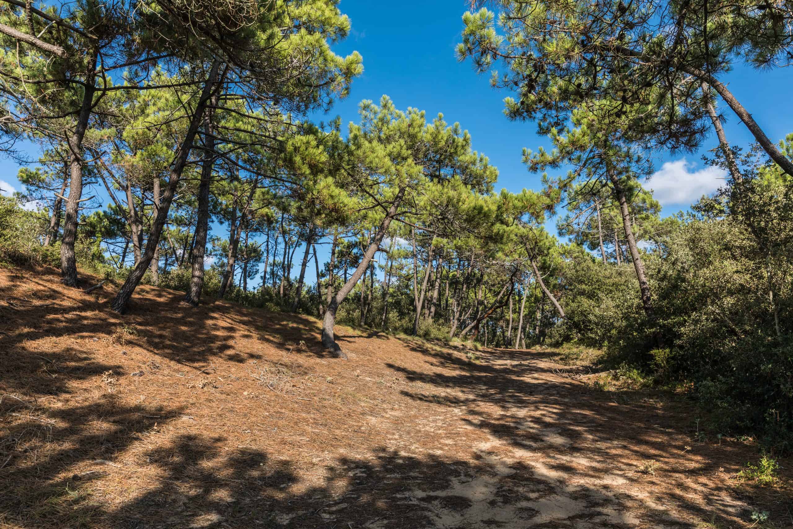 Fôret de la Rudelière