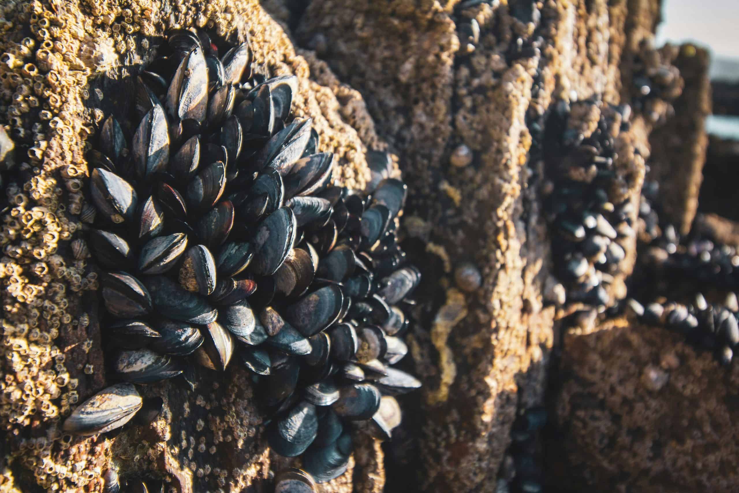 Moules Les Sables d'Olonne